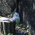 20160724ひがしかぐら森林公園キャンプ場、旭山動物園、成吉思汗 大黒屋 五丁目支店、旭川市區-066.jpg