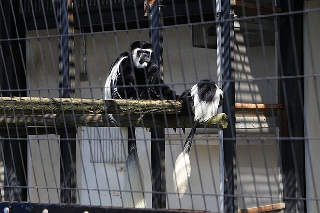 20160724ひがしかぐら森林公園キャンプ場、旭山動物園、成吉思汗 大黒屋 五丁目支店、旭川市區-076.jpg