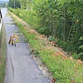 20160726東神樂森林公園、旭川mont-bell、好逛超市WESTERN、朱鞠内湖畔キャンプ場-051.jpg