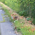 20160726東神樂森林公園、旭川mont-bell、好逛超市WESTERN、朱鞠内湖畔キャンプ場-052.jpg