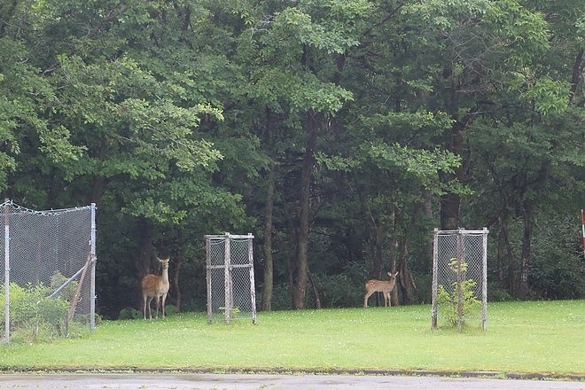 20160728稚内森林公園キャンプ場、稚內公園(エコ足湯、南極観測樺太犬記念碑、氷雪の門)、野寒布岬、漁師の店、北防波堤ドーム、稚内駅、副港市場買稚內鮮乳、道立宗谷公園、宗谷岬、日本最北端の郵便局、浜頓別湖畔キャンプ場-028.jpg