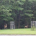 20160728稚内森林公園キャンプ場、稚內公園(エコ足湯、南極観測樺太犬記念碑、氷雪の門)、野寒布岬、漁師の店、北防波堤ドーム、稚内駅、副港市場買稚內鮮乳、道立宗谷公園、宗谷岬、日本最北端の郵便局、浜頓別湖畔キャンプ場-028.jpg