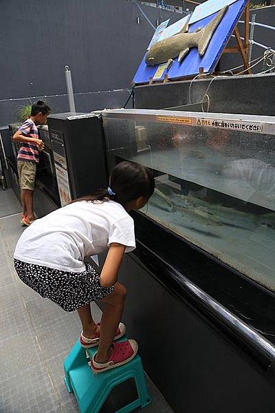 20160803尾岱沼ふれあいキャンプ場、標津羊羹本舗、標津サーモン科学館、道立ゆめの森公園、回転寿司花まる中標津店、Coin Laundry、A-COOP中標津店買養老牛放牧牛乳-062.jpg