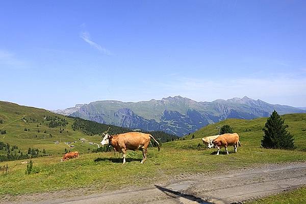 2010719少女峰、Jungfrau Eiger Walk-013.jpg