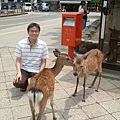 宮島的鹿都很瘦.JPG