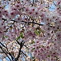 美美的櫻花樹.JPG