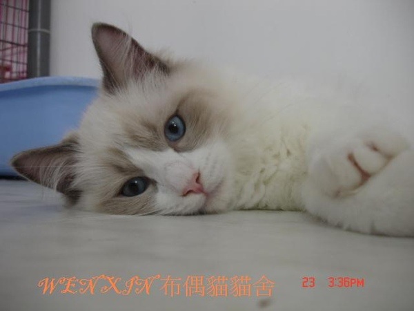 cat 080.JPG cat 080.JPG