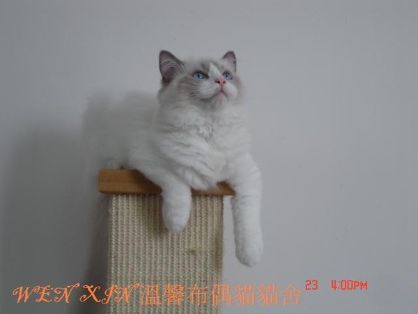 cat 114.JPG cat 114.JPG