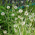 P1080977