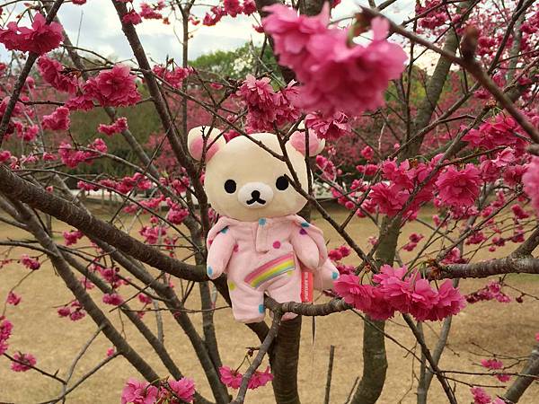 IMG_8455 IMG_8455