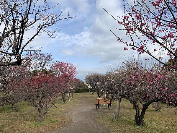 九州完結篇 9 島原城梅花滿開 搭遊輪餵食海鷗回熊本 呼米 ふみ 的部落格 痞客邦