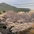 IMG_8699.jpg