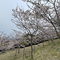 IMG_8939.jpg