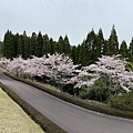 IMG_8962.jpg