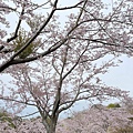 IMG_8975.jpg
