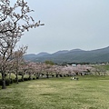 IMG_9229.jpg