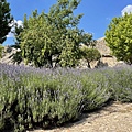 IMG_5154.jpg