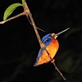 藍耳翠鳥(小圖)