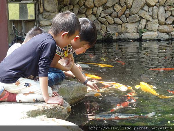 餵魚