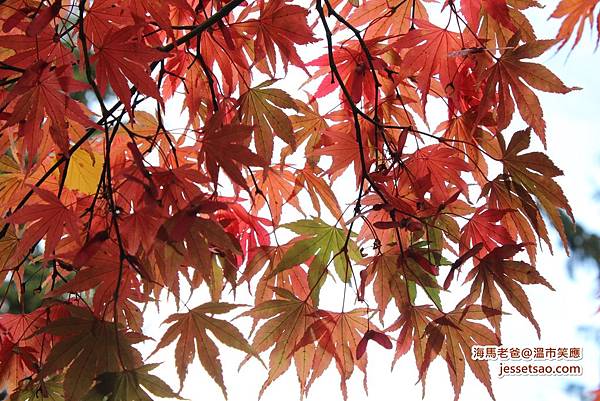 IMG_83102012fallleaves