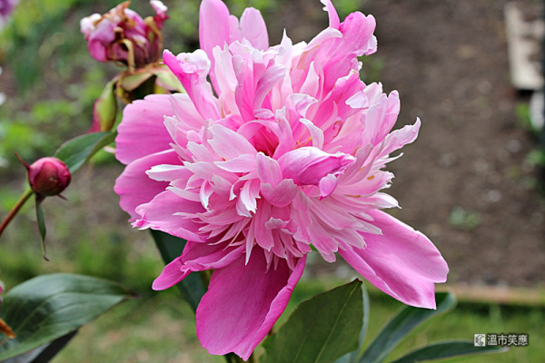 IMG_0063peony