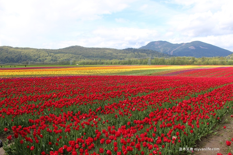 IMG_6942Fraser River Velly Tulips Festival