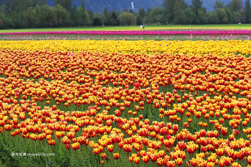 IMG_6977Fraser River Velly Tulips Festival