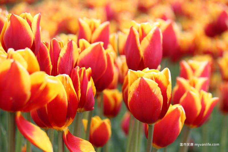 IMG_6972Fraser River Velly Tulips Festival