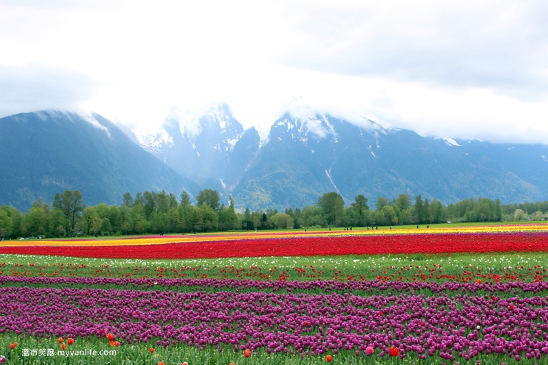 IMG_6996Fraser River Velly Tulips Festival