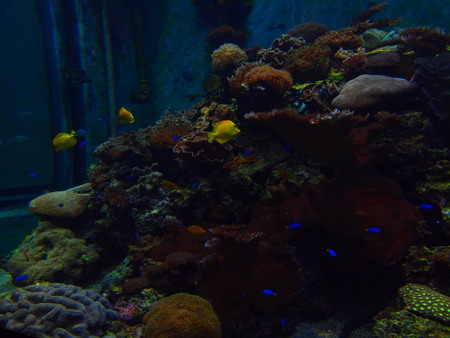 05珊瑚王國館06_影片