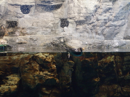 08世界水域館69_鳳頭海鸚鵡