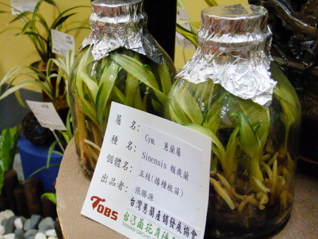 04內部185_蕙蘭_碳烤蘭花 04內部185_蕙蘭_碳烤蘭花