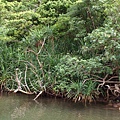 07.06_04_浦內川觀光船18_菠蘿同科的植物,導遊說不可吃長得像鳳梨的果(手機).jpg