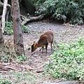 03動物園12_小鹿斑比.JPG