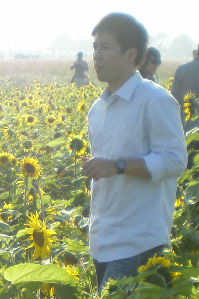 a lot of sunflowers