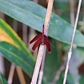 猩紅蜻蜓1.JPG