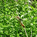 猩紅蜻蜓2.JPG