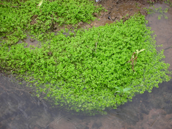 水流邊成群圓葉節節菜.JPG