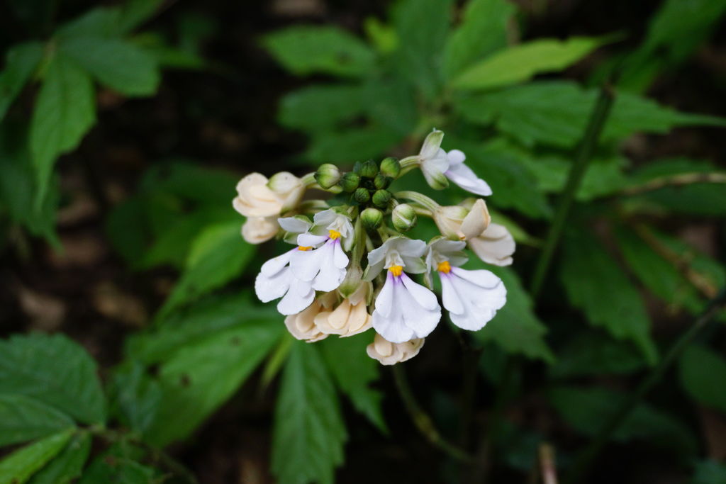 DSC05215.JPG DSC05215.JPG