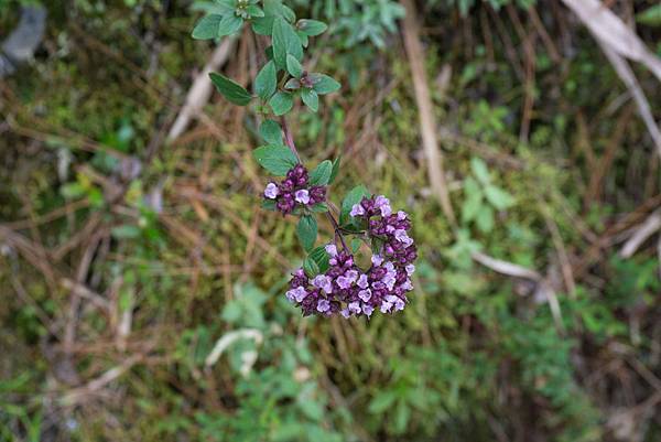 DSC08596_台灣野薄荷.jpg