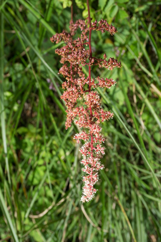 DSC08603_虎杖花.jpg