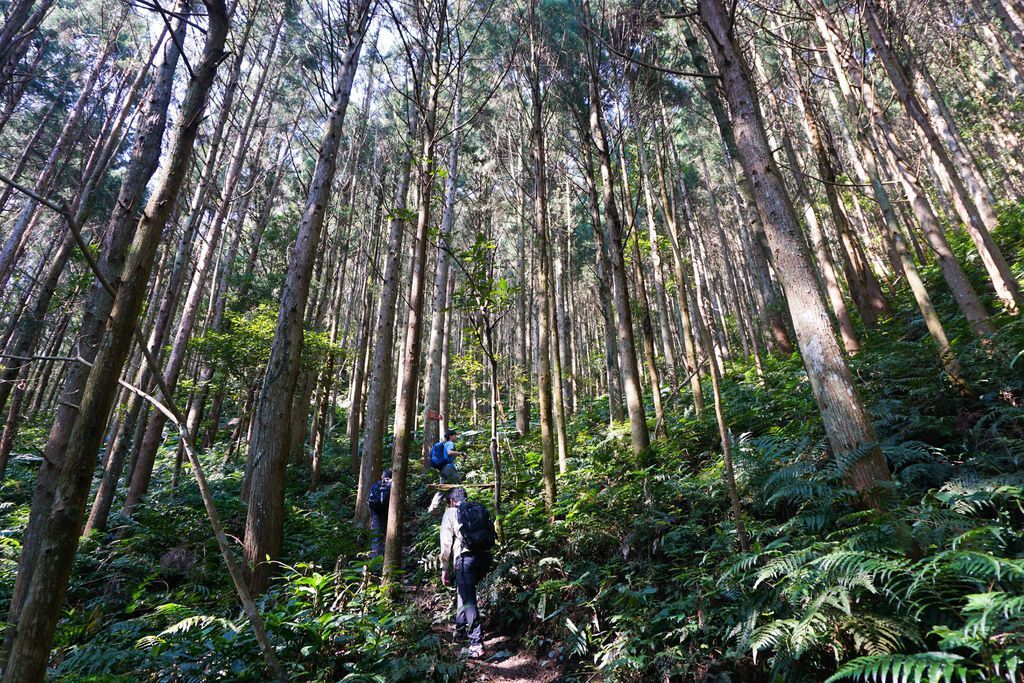 180317 [尖石] 高島縱走：高台山、小島田山、中島田山