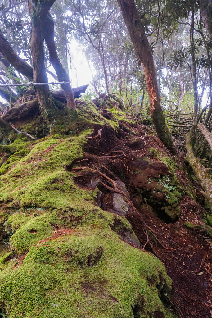 180317 [尖石] 高島縱走：高台山、小島田山、中島田山