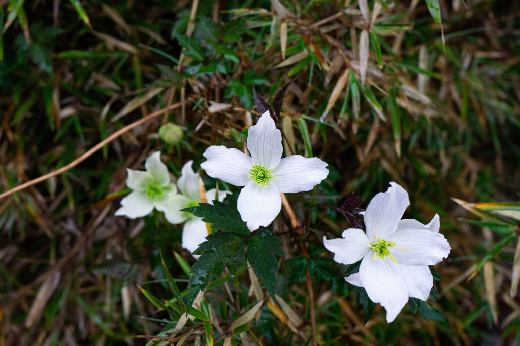 _DSC4961_繡球藤.jpg