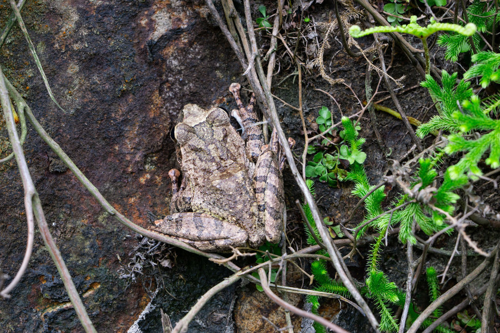 181006 [瑞芳] 劍龍稜、鋸齒稜、茶壺山稜、俯瞰稜O型