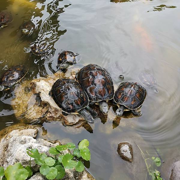 艾米達精靈谷茶樹莊園