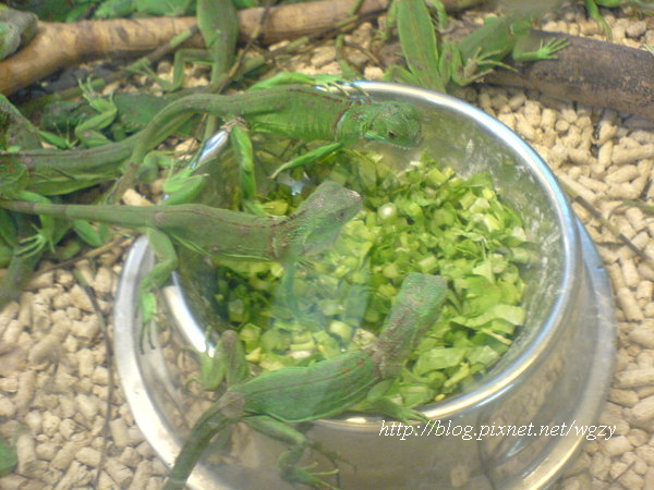 yeew~ baby iguanas...