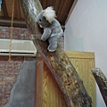 Day 1 - 05 - 四人房裡的樹上住著一隻無尾熊.jpg
