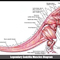 godzilla_2014_muscles_diagram_by_cheungchungtat-d7aov8a