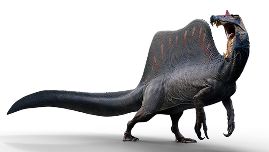 .............Spinosaurus_5(Spinosaurus- Dinopedia -Fandom；2021年9月13日).png